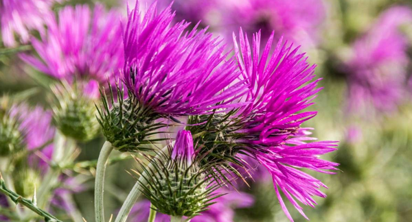 How Does Milk Thistle Cleanse the Liver?