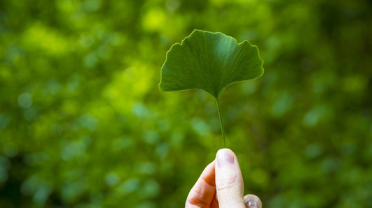 Is Ginkgo Biloba Safe? The Truth Revealed