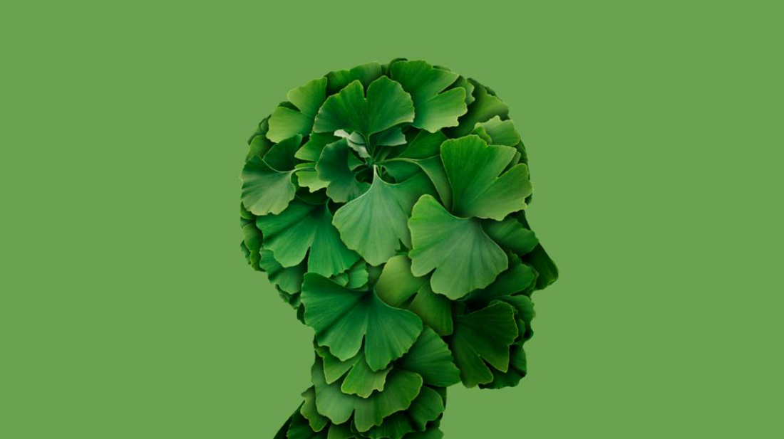 Does Ginkgo Biloba Improve Cognitive Function? Facts & Benefits
