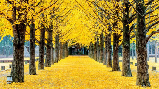 Ginkgo Biloba – An Ancient Treasure for Health