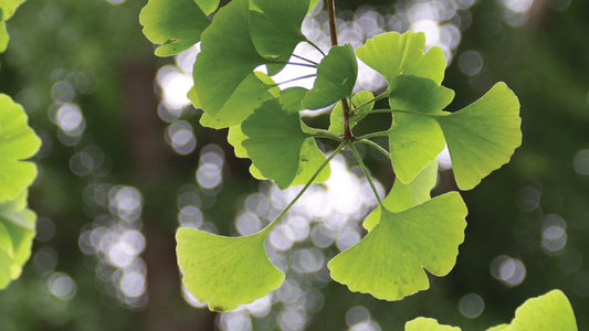 Ginkgo Biloba Extract: A Nutraceutical for Mind and Heart