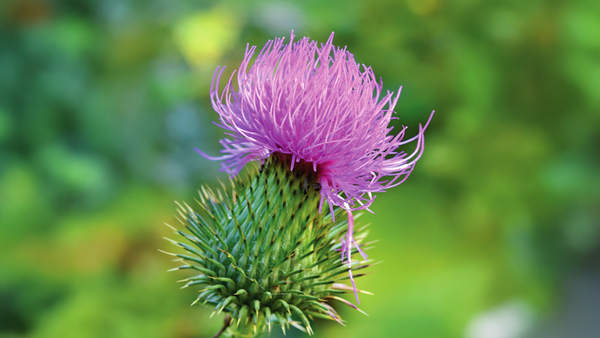 Unlocking the Potential of the Milk Thistle Extract (Silybum marianum): A Comprehensive Guide.