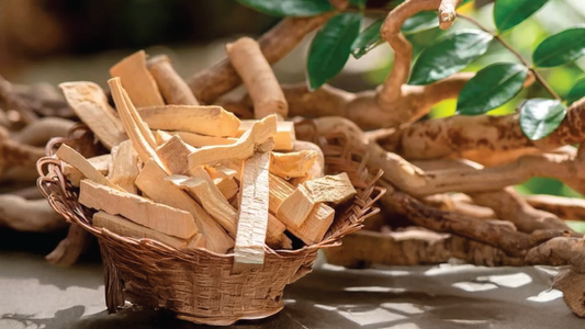 Unlocking the Potential of the Tongkat Ali (Eurycoma longifolia): A Comprehensive Guide