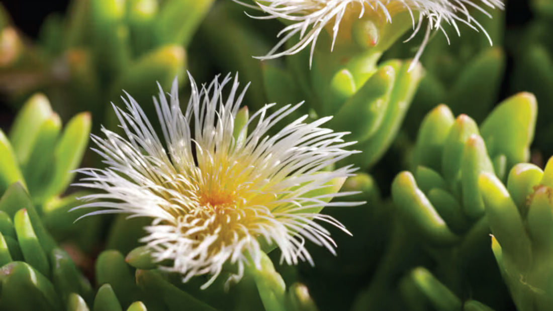 Unlocking the Potential of the Kanna Aerial Extract (Sceletium tortuosum): A Comprehensive Guide