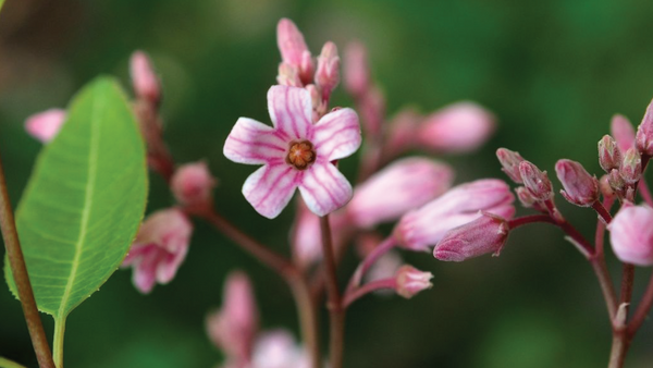 Unlocking the Potential of the Rafuma leaves extract (Apocynum venetum): A Comprehensive Guide