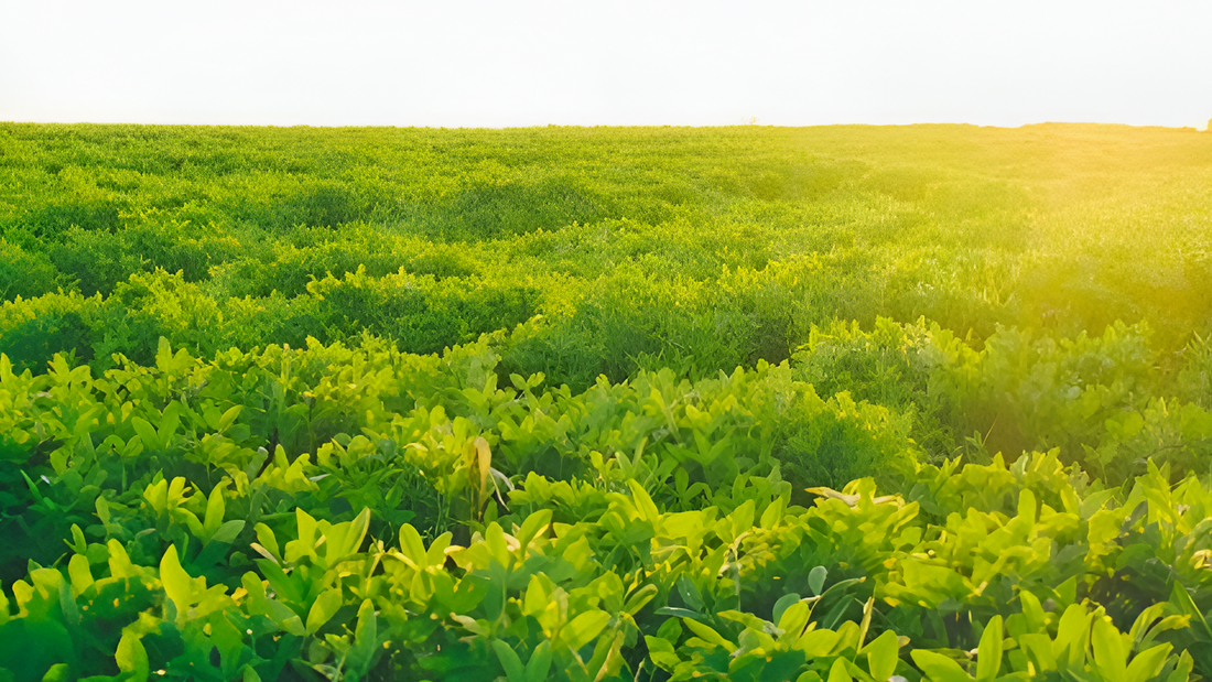 Unlocking the Potential of the Glucosagreen® (Glucosamine sulphate of Non-Shellfish origin): A Comprehensive Guide