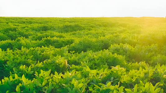 Unlocking the Potential of the Glucosagreen® (Glucosamine sulphate of Non-Shellfish origin): A Comprehensive Guide