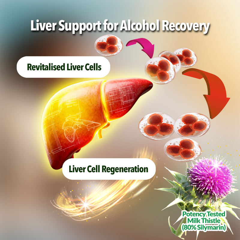 Diagram of liver support using high potency milk thistle for alcohol recovery with revitalized liver cells 