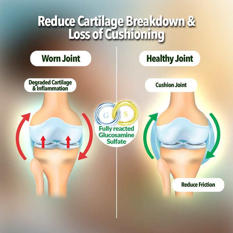 Cartilage Breakdown & Loss of Cushioning